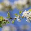 Es blüht 06.04.2014
