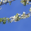 Es blüht 06.04.2014