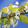 Es blüht 06.04.2014