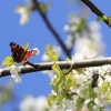 Es blüht 06.04.2014