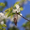 Es blüht 06.04.2014