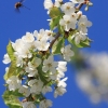 Es blüht 06.04.2014