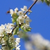 Es blüht 06.04.2014