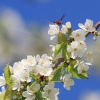 Es blüht 06.04.2014