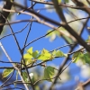 Es blüht 06.04.2014