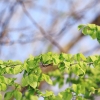 Es blüht 06.04.2014