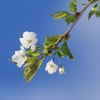 Es blüht 06.04.2014