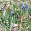 Es blüht 06.04.2014