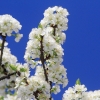 Es blüht 06.04.2014