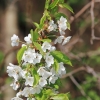 Es blüht 06.04.2014