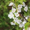Es blüht 06.04.2014