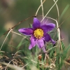 Es blüht 06.04.2014