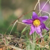 Es blüht 06.04.2014