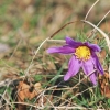 Es blüht 06.04.2014