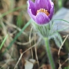 Es blüht 06.04.2014