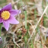 Es blüht 06.04.2014
