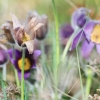 Es blüht 06.04.2014