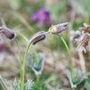 Es blüht 06.04.2014