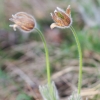 Es blüht 06.04.2014