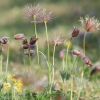 Es blüht 06.04.2014