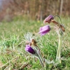 Es blüht 06.04.2014