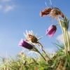 Es blüht 06.04.2014