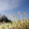 Es blüht 06.04.2014