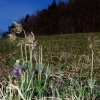 Es blüht 06.04.2014