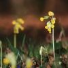 Es blüht 06.04.2014