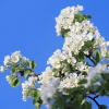 Es blüht 06.04.2014