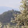 Es blüht 06.04.2014