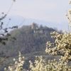 Es blüht 06.04.2014