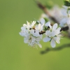Es blüht 06.04.2014