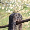 Es blüht 06.04.2014