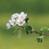 Es blüht 06.04.2014