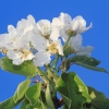 Es blüht 06.04.2014