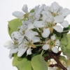Es blüht 06.04.2014