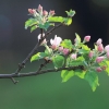 Es blüht 06.04.2014