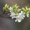 Es blüht 06.04.2014