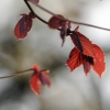 Es blüht 06.04.2014