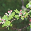 Es blüht 06.04.2014