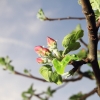 Es blüht 06.04.2014