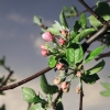 Es blüht 06.04.2014