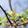 Es blüht 06.04.2014