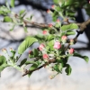 Es blüht 06.04.2014