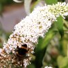 Garten 06.08.3013