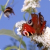 Garten 06.08.3013