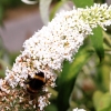 Garten 06.08.3013