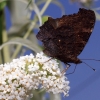Garten 06.08.3013
