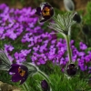 1dfh-garten-08042010-03